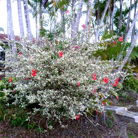 Hibiscus 'Snow Queen' whole shrub in landscape