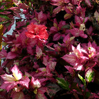hibiscus roseflake