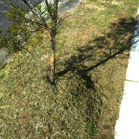 mulch_clippings_trees