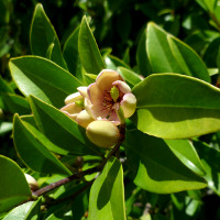 Port Wine Magnolia - Magnolia figo
