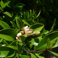 Port Wine Magnolia - Magnolia figo