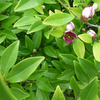 Port Wine Magnolia - Magnolia figo