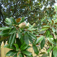 Magnolia grandiflora