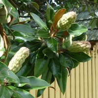 Magnolia grandiflora