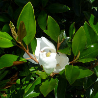 Magnolia grandiflora Little Gem