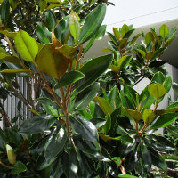 Magnolia grandiflora Little Gem