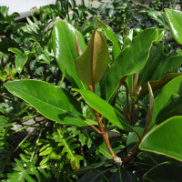 Magnolia grandiflora Little Gem