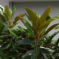 Magnolia grandiflora Little Gem