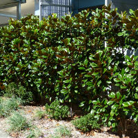 Magnolia grandiflora Southern Charm sold as Teddy Bear TM