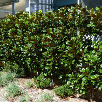 Magnolia grandiflora Southern Charm sold as Teddy Bear TM