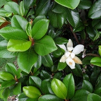 Magnolia grandiflora Southern Charm sold as Teddy Bear TM