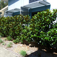 Magnolia grandiflora Southern Charm sold as Teddy Bear TM