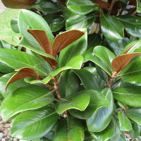 Magnolia grandiflora Southern Charm sold as Teddy Bear TM