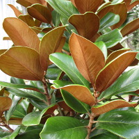 Magnolia grandiflora Southern Charm sold as Teddy Bear TM