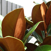 Magnolia grandiflora Southern Charm sold as Teddy Bear TM