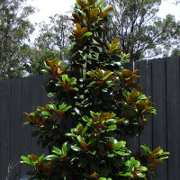 Magnolia grandiflora Southern Charm sold as Teddy Bear TM