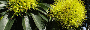 subject tag image