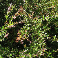 Austromyrtus dulcis, Midgen berry / Midyim berry 