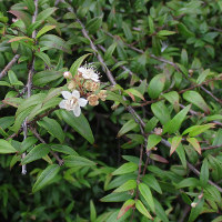 Austromyrtus dulcis, Midgen berry / Midyim berry 