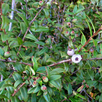 Austromyrtus dulcis, Midgen berry / Midyim berry 