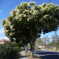 Ivory Curl Tree - Buckinghamia celsissima