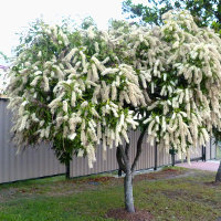 Ivory Curl Tree - Buckinghamia celsissima