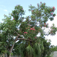 Corymbia ptychocarpa