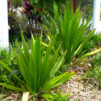 Doryanthes species