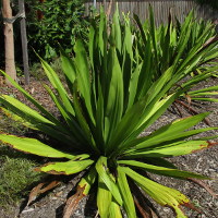 Doryanthes species