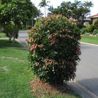 Elaeocarpus eumundi