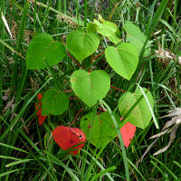 homalanthus_populifolius