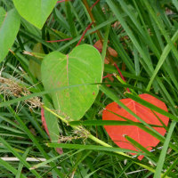 homalanthus_populifolius