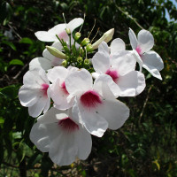 Pandorea jasminoides