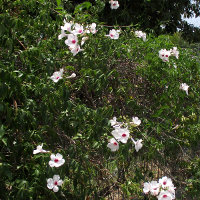 Pandorea jasminoides