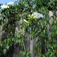 Pandorea jasminoides white