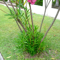 Various approaches and results of oleander pruning