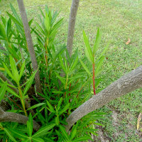 Various approaches and results of oleander pruning