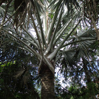Bismark Palm - Bismarckia nobilis
