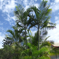 Blue Cane Palm Dypsis cabadae 