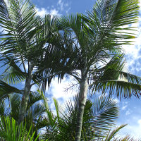 Blue Cane Palm Dypsis cabadae 