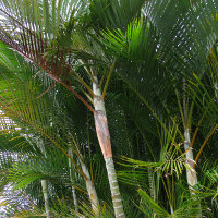 Golden Cane Palm - Dypsis lutescens