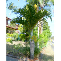 Hyophorbe verschaffeltii - Spindle palm