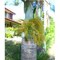 Hyophorbe verschaffeltii - Spindle palm