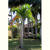 Hyophorbe verschaffeltii - Spindle palm