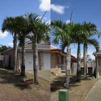 Hyophorbe verschaffeltii - Spindle palm
