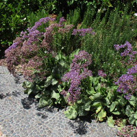 Perennial statice Limonium perezii