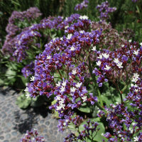 Perennial statice Limonium perezii