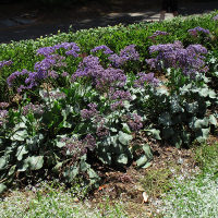 Perennial statice Limonium perezii