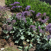 Perennial statice Limonium perezii