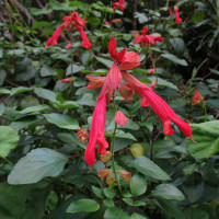 Salvia Art Gallery Red